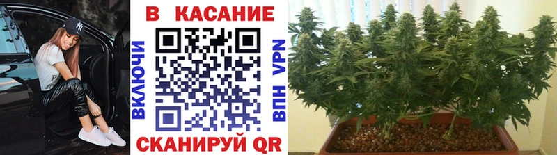 Виды наркотиков купить Новодвинск Бутират  СК  Мефедрон  Галлюциногенные грибы  Каннабис  ГАШИШ 